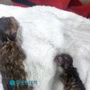 대치동물메디컬센터 이미지