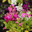 비단향꽃무 이미지