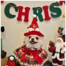 서면애견미용 맘바이 강아지 미용실 이미지