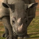 코뿔소 이미지