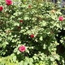 임의규-2 이미지