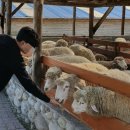 만석목장 이미지