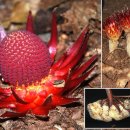 삼아어산 이미지