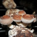 농선농장 이미지