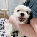 워니덴탈 | 개르신도 오래 씹는 강아지 개껌, 더마독 덴탈 헬스껌