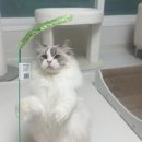 고로고로펫 | 랙돌집사의 찐 고양이용품 추천✨전부 내돈내산 후기