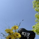 하유플라워