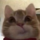 강아지랑 고양이 이미지