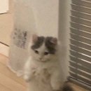 미야옹 네이버블로그