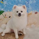 뭉치, 그루밍 이미지