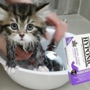 이룬틴 | [고양이 저자극 샴푸] 하이포닉 고양이전용 샴푸 콤보팩 사용후기