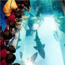 아쿠아리움 이미지