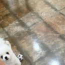 함께할 개 이미지