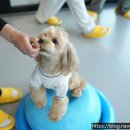 옐레드 애견유치원 & 애견호텔 대전노은점 이미지