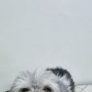 빵실하개 이미지