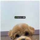 더펫살롱 이미지