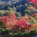 젠(Gen)동물병원 | 내 마음 속 교토 단풍 1등 젠린지(에이칸도)
