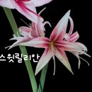 아마릴리스 이미지