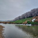 조치원 鳥川邊 벚꽃들의 향연 이미지