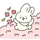 구름 펫 살롱 이미지