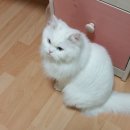 (주)엠아이팜 | 바리또 반영구 롤클리너 + 3기능 청소기 후기