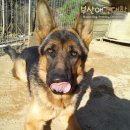 도그 에이스 이미지