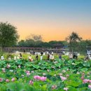 회산백련지 관리사무소 이미지