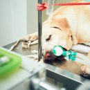 연희동물병원 이미지