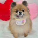 아모르 댕 이미지