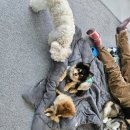 쉬다가개 애견호텔유치원 이미지