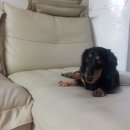 댕이의하루 이미지