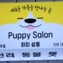 퍼피살롱 이미지