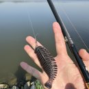 영인 낚시터 이미지