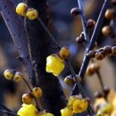 🌺겨울 어디 갔어&#39; 봄 같은 주말 날씨 … 이미지