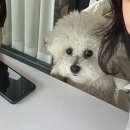 대전 애견동반 브런치 카페 카페범스 후기(내돈내산,서이추환영)