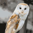 올빼미PC 이미지