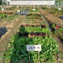 배미자농장 이미지