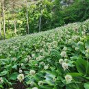 청정농장 이미지