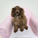 사림동225 이미지