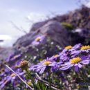 기장대로 이미지