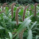 선흥(궁촌2리) 이미지