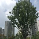 옥정 느티나무길 이미지