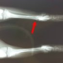 와이즈24시 동물병원 이미지