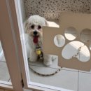 소사프라임동물병원 이미지