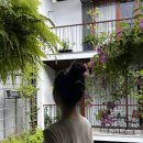 깜돌게코샵 | 5일 자유여행 | DAY 3 | 호이안 소원배 | 호이안 올드타운 맛집 | QQ 레스토랑 | 마사지샵 실크 스파 후기