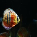 내외로R 이미지