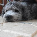 까까뭉치 | 입맛 까다로운 뭉치 pick! 강아지 오래먹는 간식 추천 - 탐사 모어츄 링타입