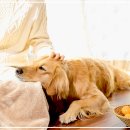 양원주동물병원 이미지