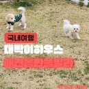 평창애견동반펜션 추천! 마당 넓은 대박이하우스 대박이네301동 (평창독채펜션, 봉평펜션)