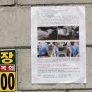 고돌이네